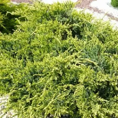 Можжевельник ГОЛД СТАР средний в Минске