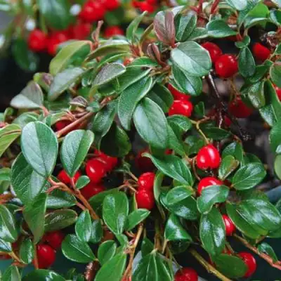 Кизильник Даммера в Минске