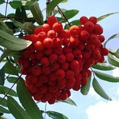 Рябина САХАРНАЯ ПЕТРОВА сладкоплодная в Минске