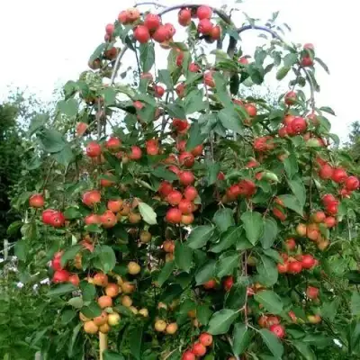 Яблоня ХЮВИНГИЕНЗИС декоративная в Минске