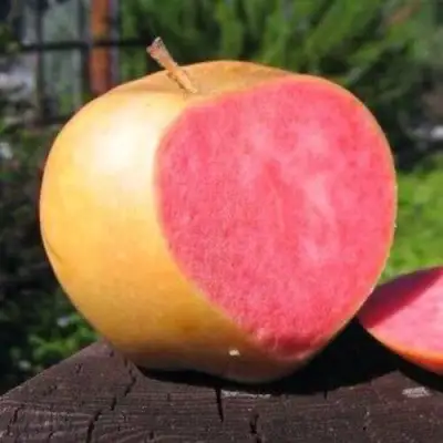 Яблоня ПИНК ПЕРЛ в Минске