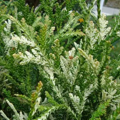 Туевик ВАРИЕГАТА долотовидный в Минске