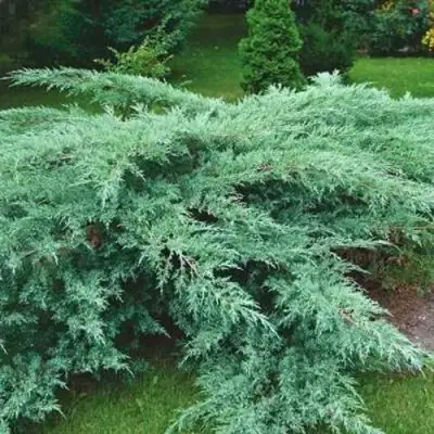 Можжевельник ГРЕЙ ОУЛ виргинский  в Минске