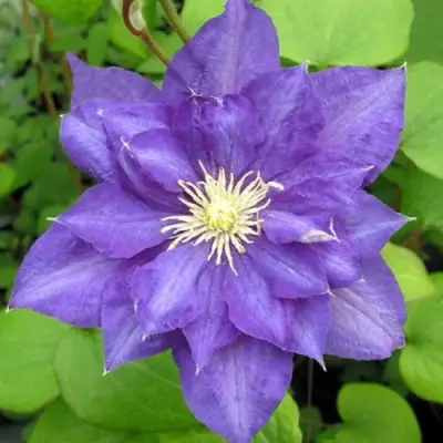 Клематис БЬЮТИ ОФ ВОЧЕСТЕР в Минске