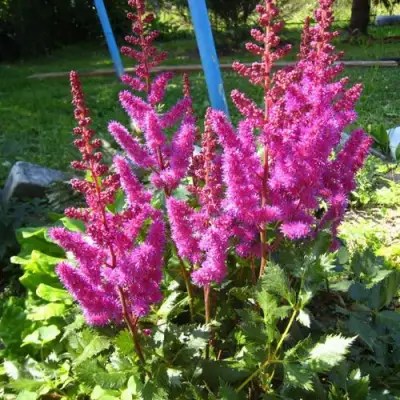 Астильба ЭЛИЗАБЕТ ВАН ВИН японская в Минске