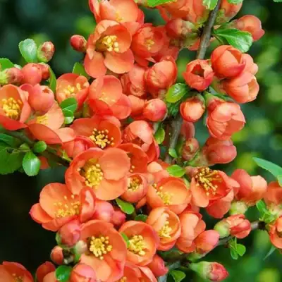 Айва ОРАНЖ ТРЕЙЛ в Минске