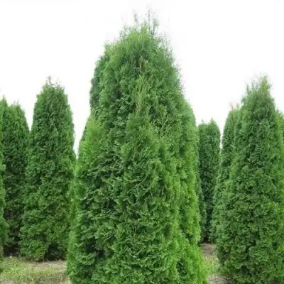 Туя КОЛУМНА западная в Минске