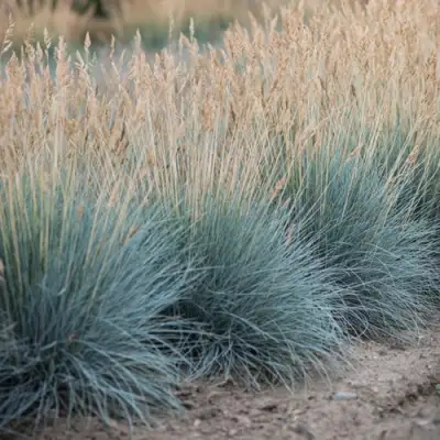Овсяница АЙСФОГЕЛЬ сизая в Минске