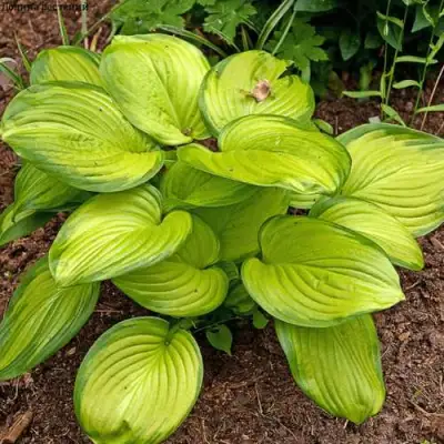 Хоста СТЕЙНД ГЛАСС гибридная в Минске