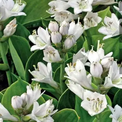 Хоста МОНСТЕР ИРЗ гибридная в Минске