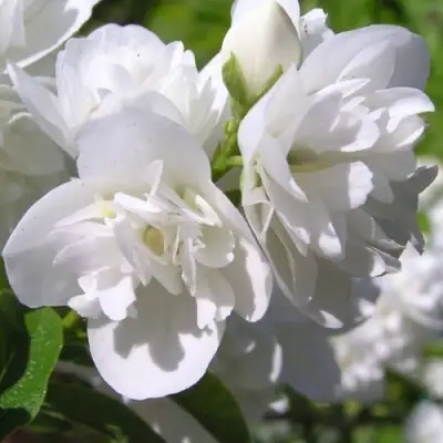 Жасмин ЖИРАНДОЛЬ в Минске