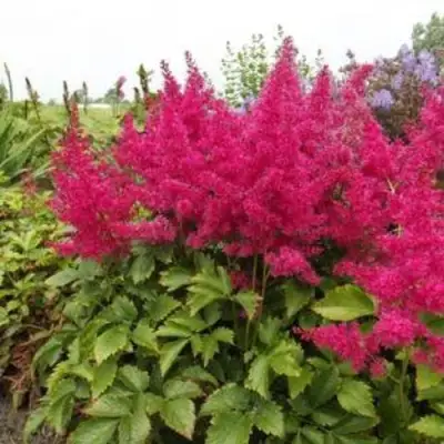 Астильба САННИ ДЕЙ гибридная в Минске