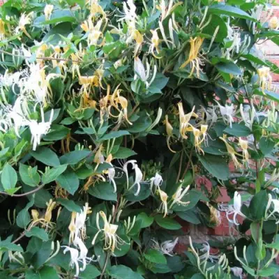 Жимолость ХАЛЛИАНА японская (Хелиана) в Минске