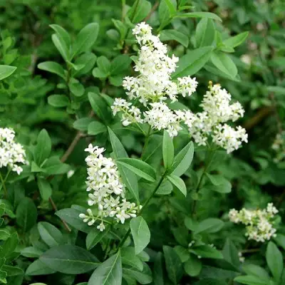 Бирючина обыкновенная АТРОВИРЕНС в Минске