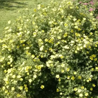 Лапчатка КЛОНДАЙК кустарниковая в Минске