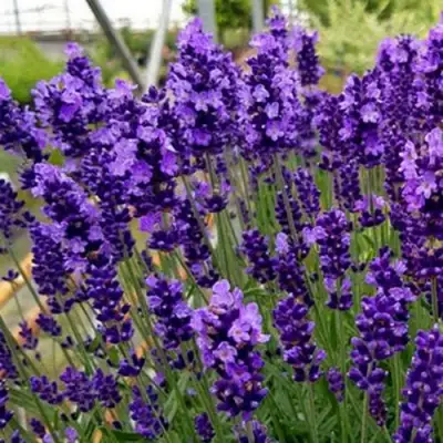 Лаванда ХИДКОТ БЛЮ узколистная в Минске