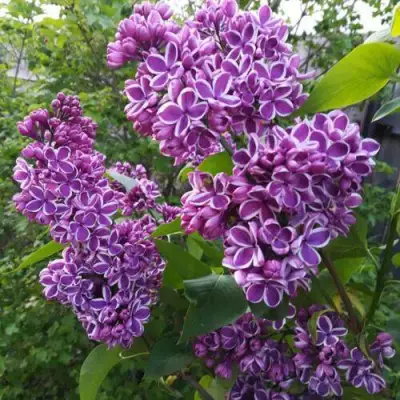 Сирень СЕНСАЦИЯ в Минске