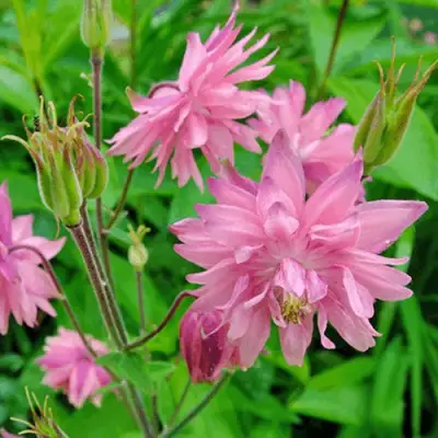 Аквилегия БАРЛОУ ПИНК гибрид МакКаны в Минске