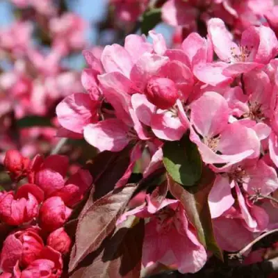 Яблоня РУДОЛЬФ декоративная  в Минске