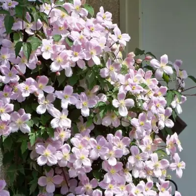 Клематис ГОРНЫЙ в Минске