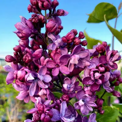 Сирень ВИОЛЕТТА в Минске