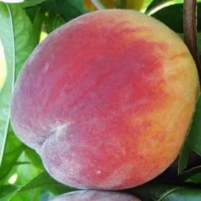 Персик ТОП СВИТ в Минске