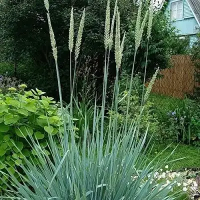 Элимус БЛЮ ДЮН песчаный в Минске