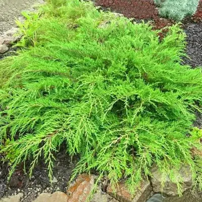 Микробиота ЯКОБСЕН перекрестнопарная в Минске