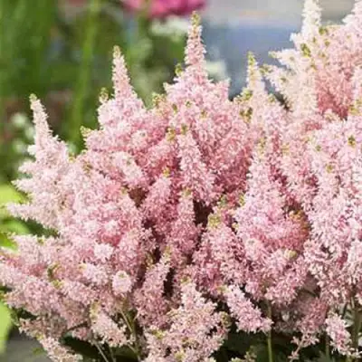 Астильба ЮНИК САЛМОН гибридная в Минске