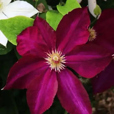 Клематис МАЗОВШЕ в Минске