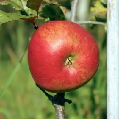 Яблоня ДЫЯМЕНТ в Минске