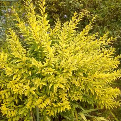 Бирючина АУРЕА обыкновенная в Минске