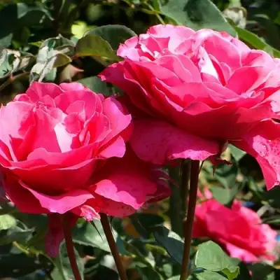 Роза ВИЕН РОУЗ чайно-гибридная в Минске