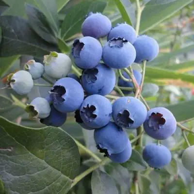 Голубика ЛЕГАЦИЯ в Минске