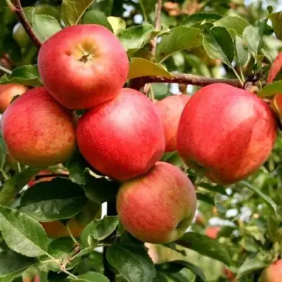 Яблоня ГАЛА МАСТ в Минске