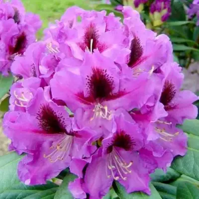 Рододендрон РАСПУТИН в Минске