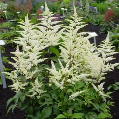 Астильба БРАУТШЛЕЙЕР Арендса в Минске