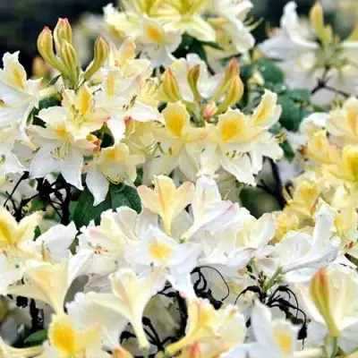 Азалия ДАВИЗИ листопадная в Минске