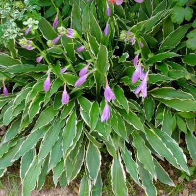 Хоста СТИЛЕТТО гибридная в Минске