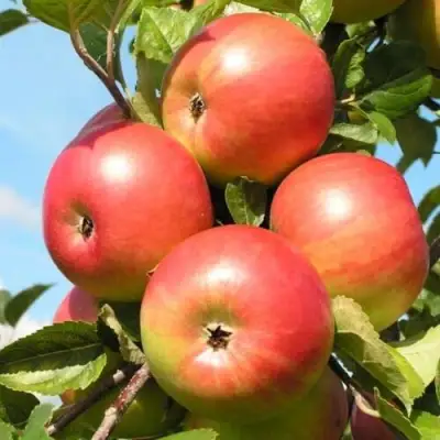 Яблоня ФРИДОМ в Минске