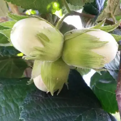 Фундук ЮННАТ в Минске