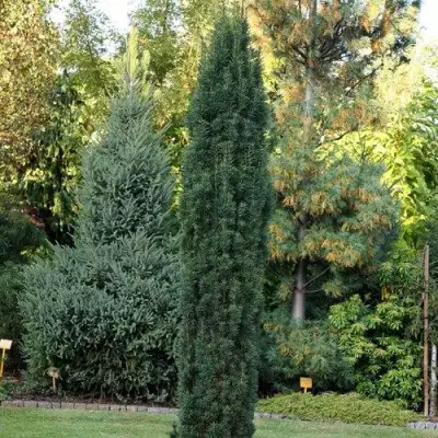 Тис ВОЙТЕК средний  в Минске