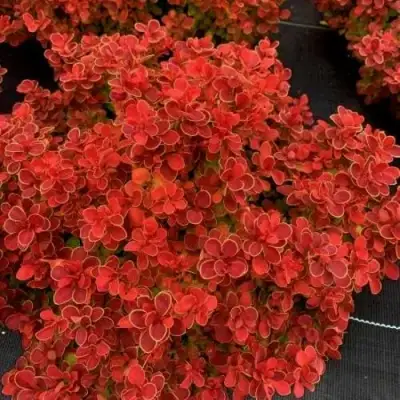 Барбарис РЕД ХОТ ЧИЛИ тунберга в Минске