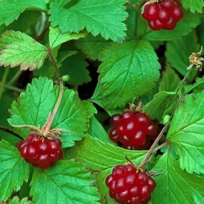 Княженика АУРА в Минске