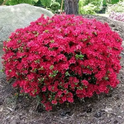 Азалия КАНЗОНЕТТА японская в Минске