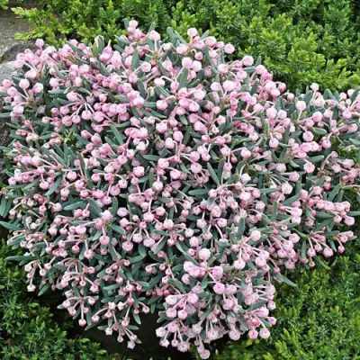 Андромеда БЛЮ АЙС многолистная   в Минске