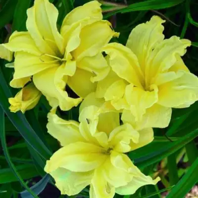 Лилейник ДАБЛ РИВЕР ВАЙ гибридный в Минске