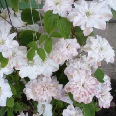 Клематис ИННОСЕНТ БЛАШ в Минске