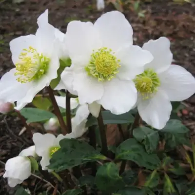 Морозник ЧЕРНЫЙ в Минске