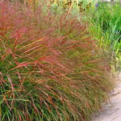 Просо ШЕНАНДО прутьевидное в Минске